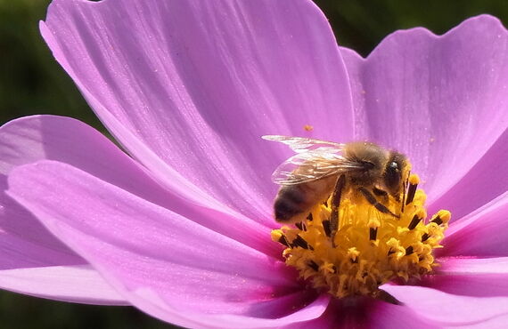 高砂市でミツバチの駆除に関する施工をご希望ならお問い合わせください