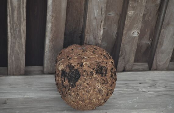 高砂市で活動している駆除業者は蜂の巣の撤去を得意としております