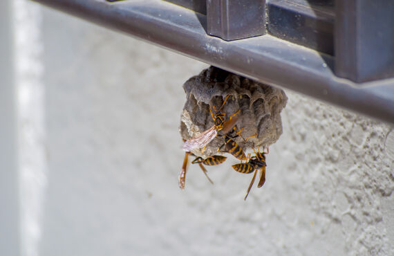 三木市にてアシナガバチの駆除を行う業者は相談だけでも喜んで承ります